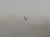 p51dts_0012   